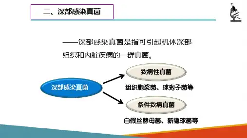 临床常见真菌检验—深部感染真菌(微生物检验课件)