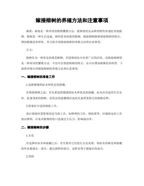 嫁接榕树的养殖方法和注意事项