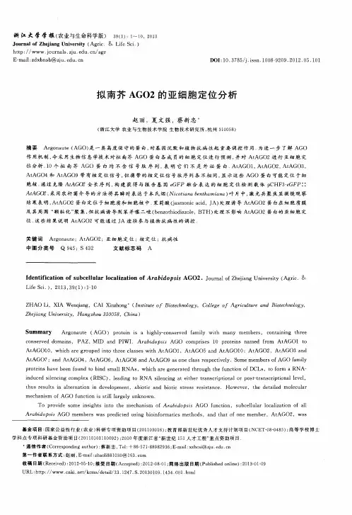 拟南芥AGO2的亚细胞定位分析