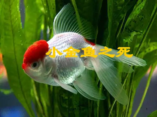 六年级科学下册 3.1《小金鱼之死》课件2 大象版