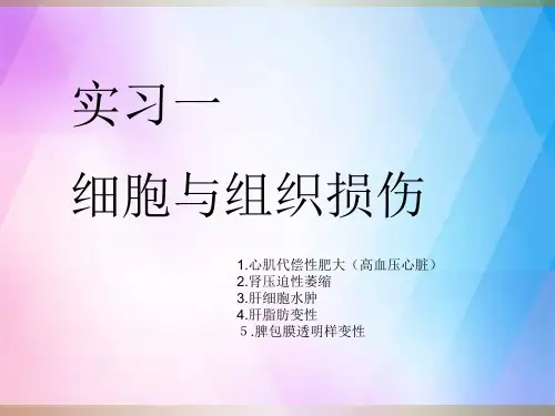 病理学大体标本ppt课件