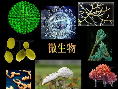 实验1大肠杆菌的培养和分离浙科版选修一