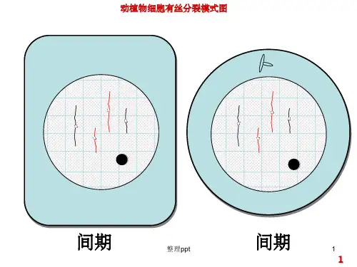 动植物细胞有丝分裂图