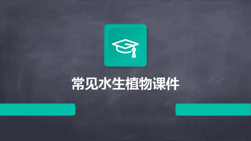 常见水生植物课件