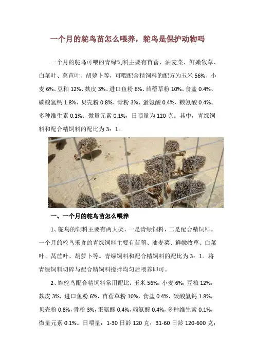 一个月的鸵鸟苗怎么喂养,鸵鸟是保护动物吗