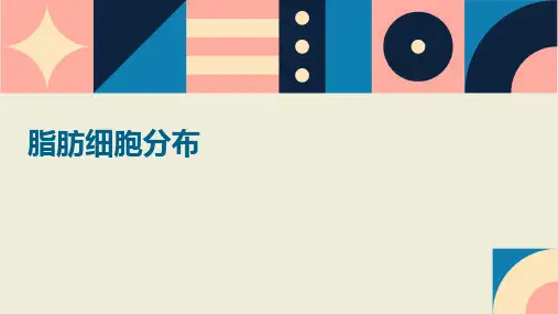 脂肪细胞脂肪细胞分布