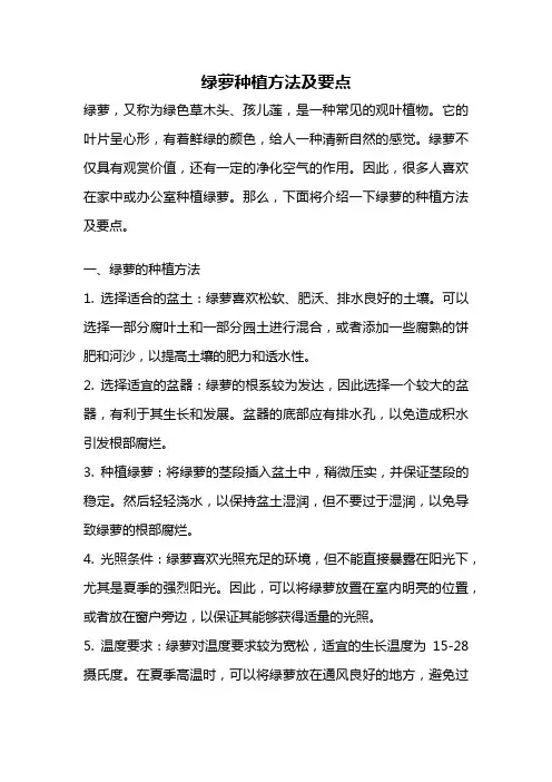 绿萝种植方法及要点