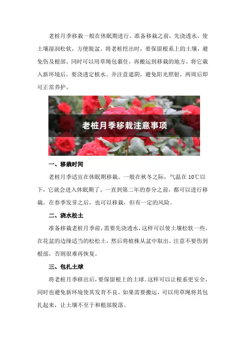 老桩月季移栽注意事项