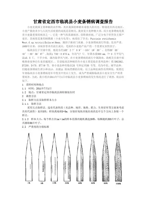 小麦条锈重点调查