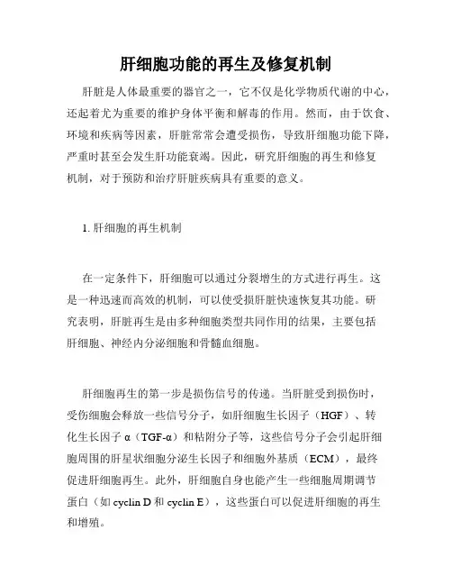 肝细胞功能的再生及修复机制