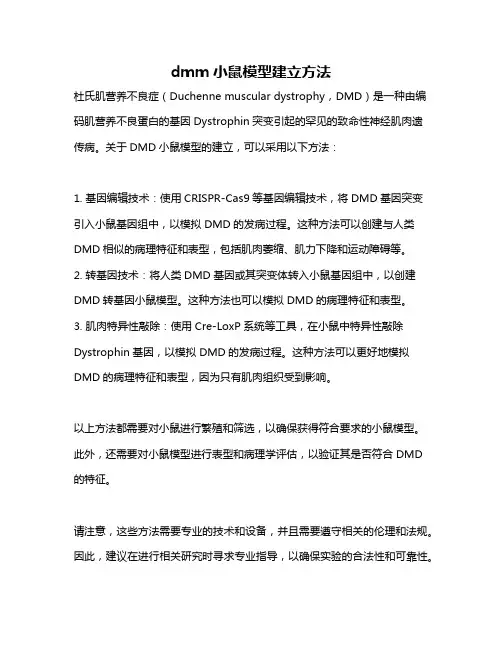 dmm小鼠模型建立方法
