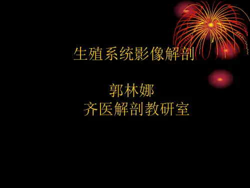 生殖系统影像解剖