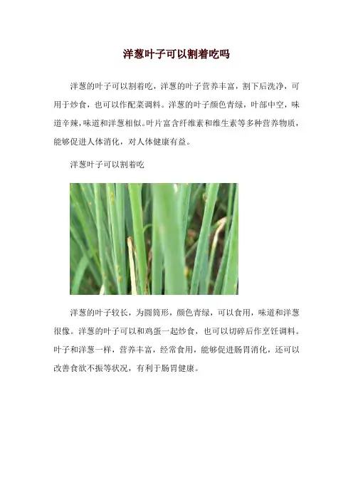 洋葱叶子可以割着吃吗