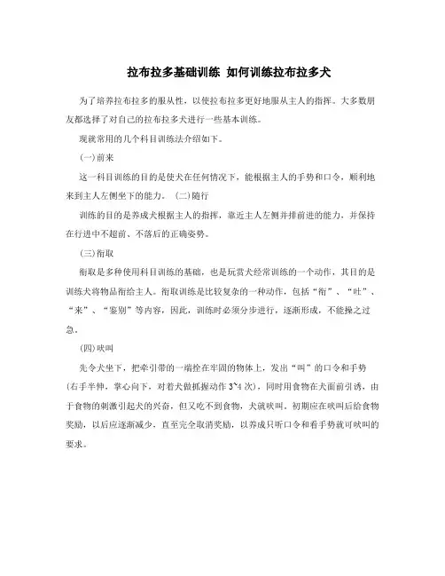 拉布拉多基础训练如何训练拉布拉多犬