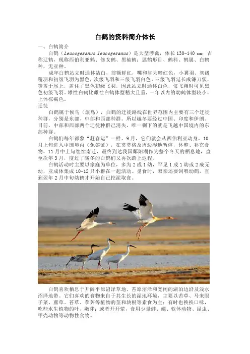 白鹤的资料简介体长