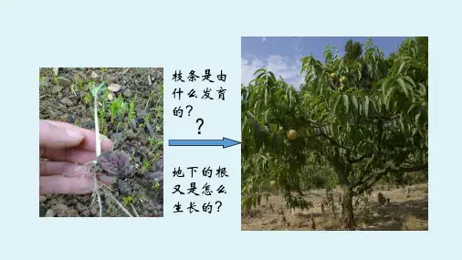 七上第三单元第二章第二节《植株的生长》【课件】