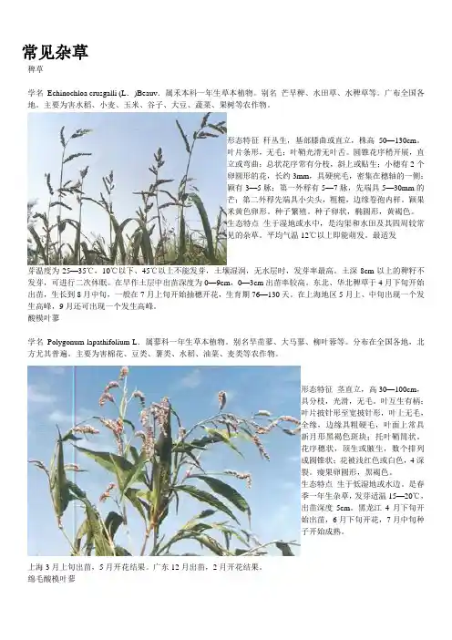常见杂草大全