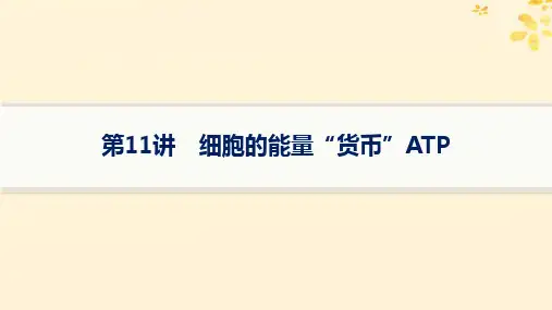 2025届高考生物一轮总复习第3单元细胞的代谢第11讲细胞的能量“货币”ATP