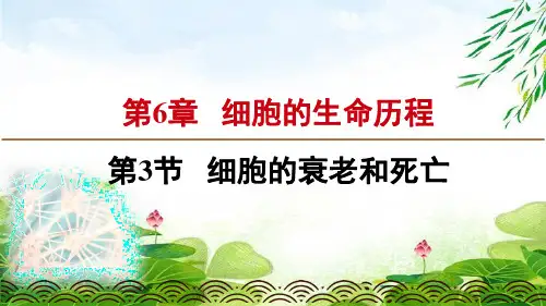 人教版高中生物必修一课件：6.3 细胞的衰老和死亡(新教材2020)(共18张PPT)精选优质 课件