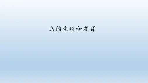 济南版八年级生物上册： 鸟的生殖和发育  课件
