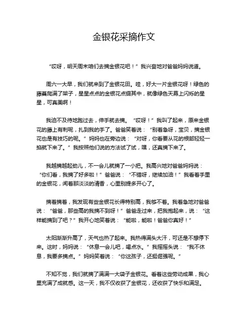 金银花采摘作文