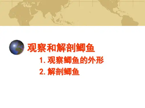 鲫鱼解剖