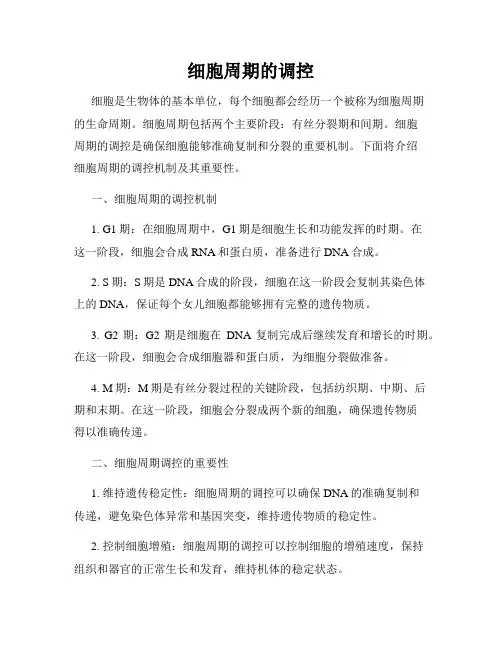 细胞周期的调控