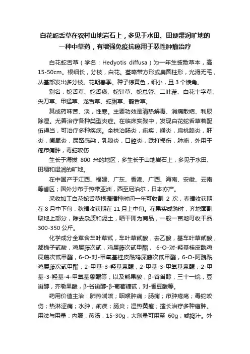 白花蛇舌草在农村山地岩石上，多见于水田、田埂湿润旷地的一种中草药，有增强免疫抗癌用于恶性肿瘤治疗