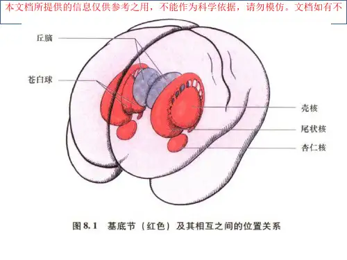 基底节区及内囊培训课件