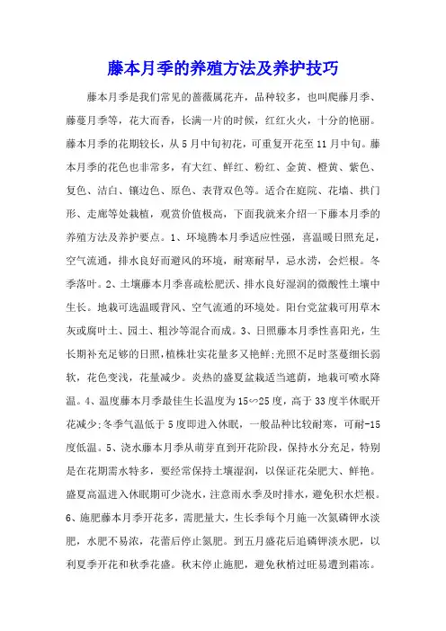 藤本月季的养殖方法及养护技巧