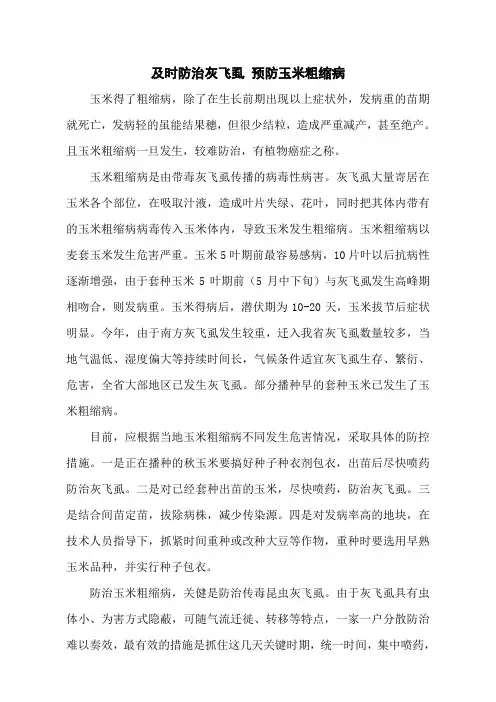 及时防治灰飞虱 预防玉米粗缩病