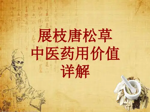 中药学_展枝唐松草_药材详解课件模板