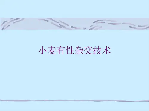 小麦有性杂交技术