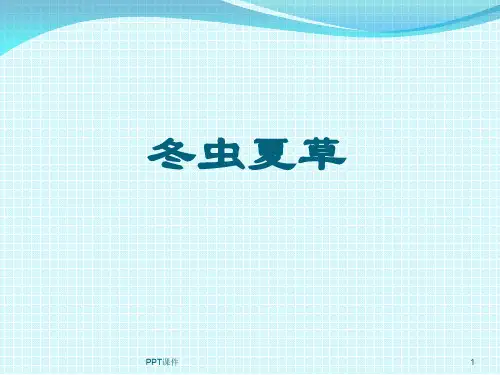 冬虫夏草  ppt课件
