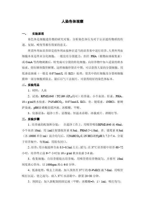 人染色体观察