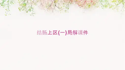 结肠上区(一)局解课件