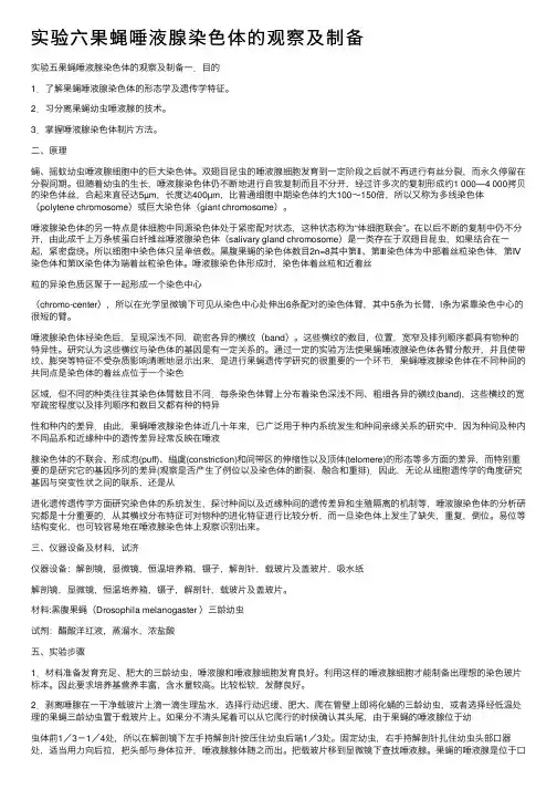 实验六果蝇唾液腺染色体的观察及制备