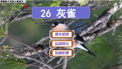 《灰雀》ppt课件(完美版)