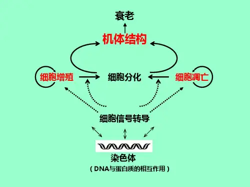 细胞生物学_15程序性细胞死亡与细胞衰老分解