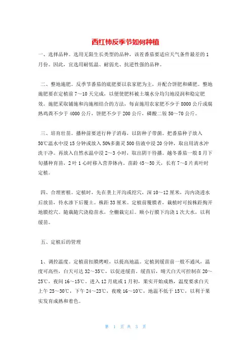 西红柿反季节如何种植