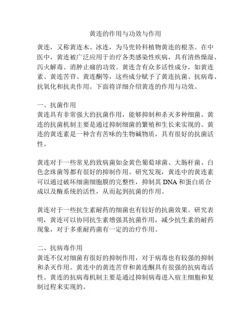 黄连的作用与功效与作用