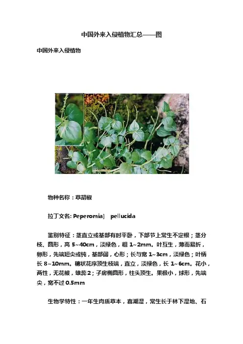 中国外来入侵植物汇总——图