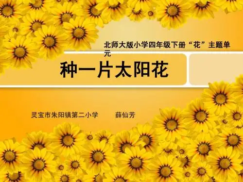 种一片太阳花PPT课件