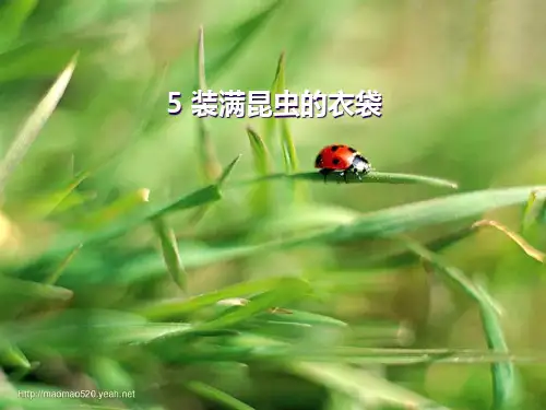 《装满昆虫的衣袋》PPT课件五