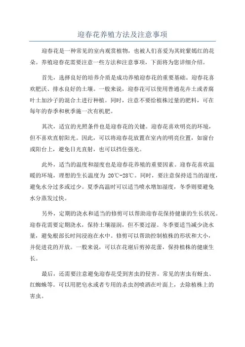迎春花养殖方法及注意事项