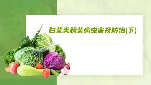 4.4.2 白菜类蔬菜病虫害及防治(下)课件《蔬菜生产技术》同步教学(中国农业出版社)