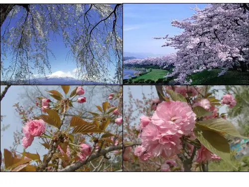 2019湘教版初中地理七年级下册第八章第一节日本 (共38张PPT)