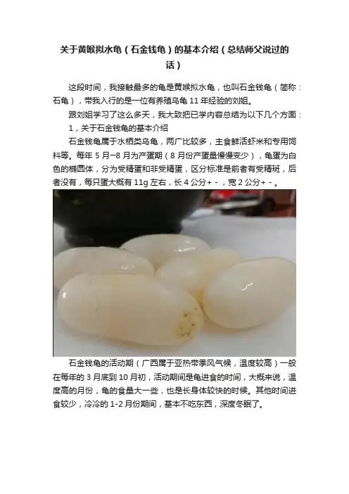 关于黄喉拟水龟（石金钱龟）的基本介绍（总结师父说过的话）