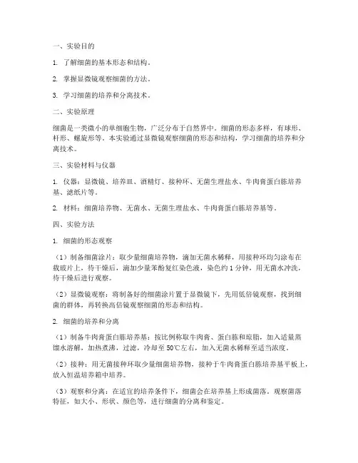 观察细菌实验报告