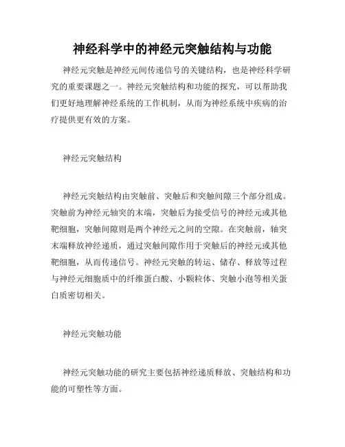 神经科学中的神经元突触结构与功能
